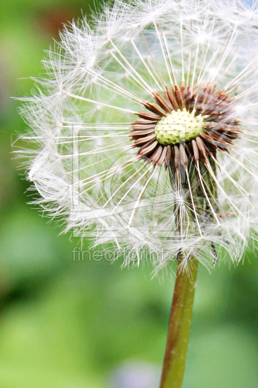 Bild-Nr.: 10530571 Pusteblume erstellt von Anja Otto