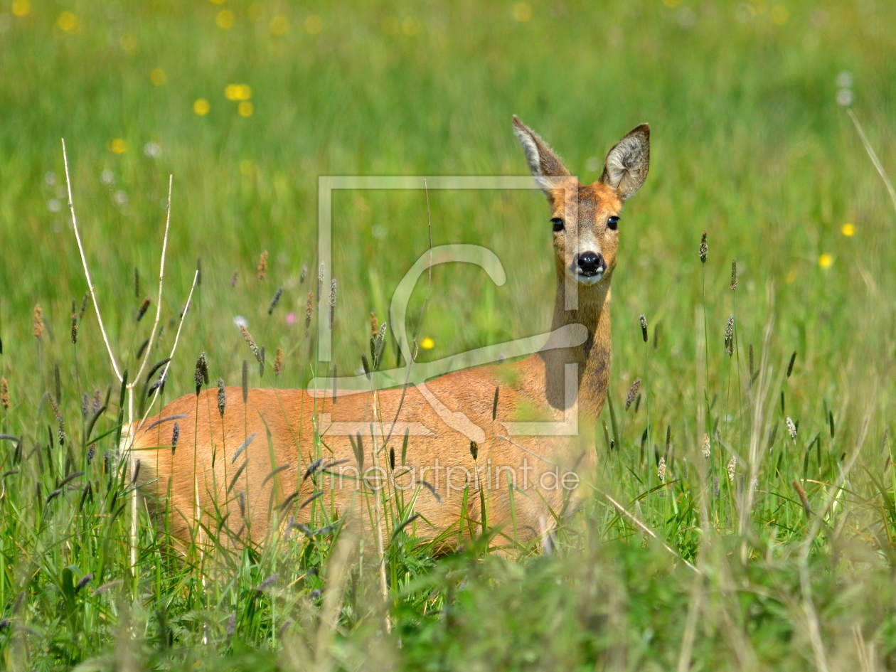 Bild-Nr.: 10530589 Erwischt erstellt von Ostfriese