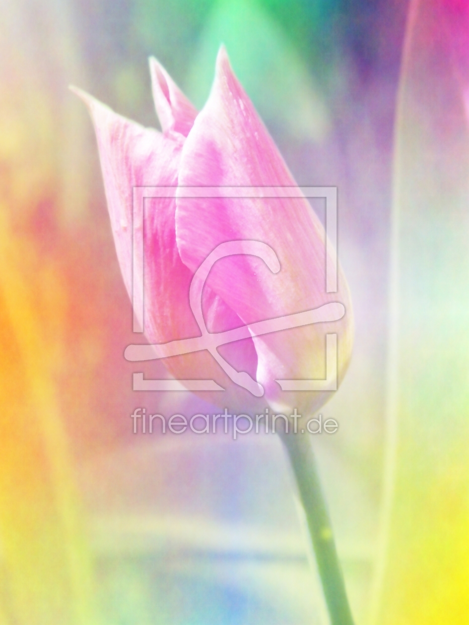 Bild-Nr.: 10530655 Pastell-Tulpe erstellt von PaulaPanther