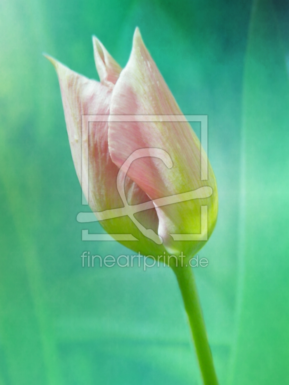 Bild-Nr.: 10530665 Pastell-Tulpe II erstellt von PaulaPanther