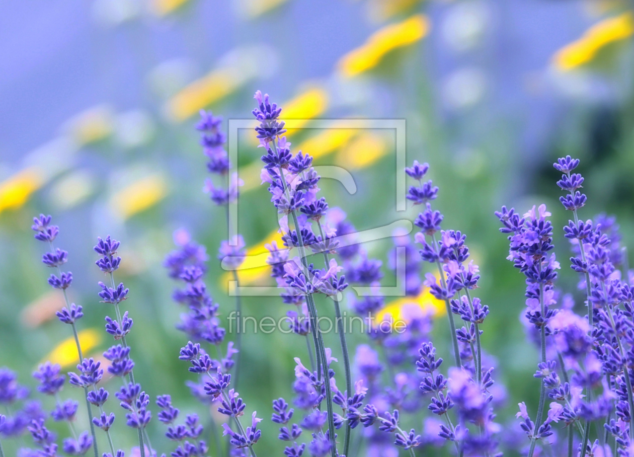 Bild-Nr.: 10530831 Blauer Lavendel erstellt von Renate Knapp