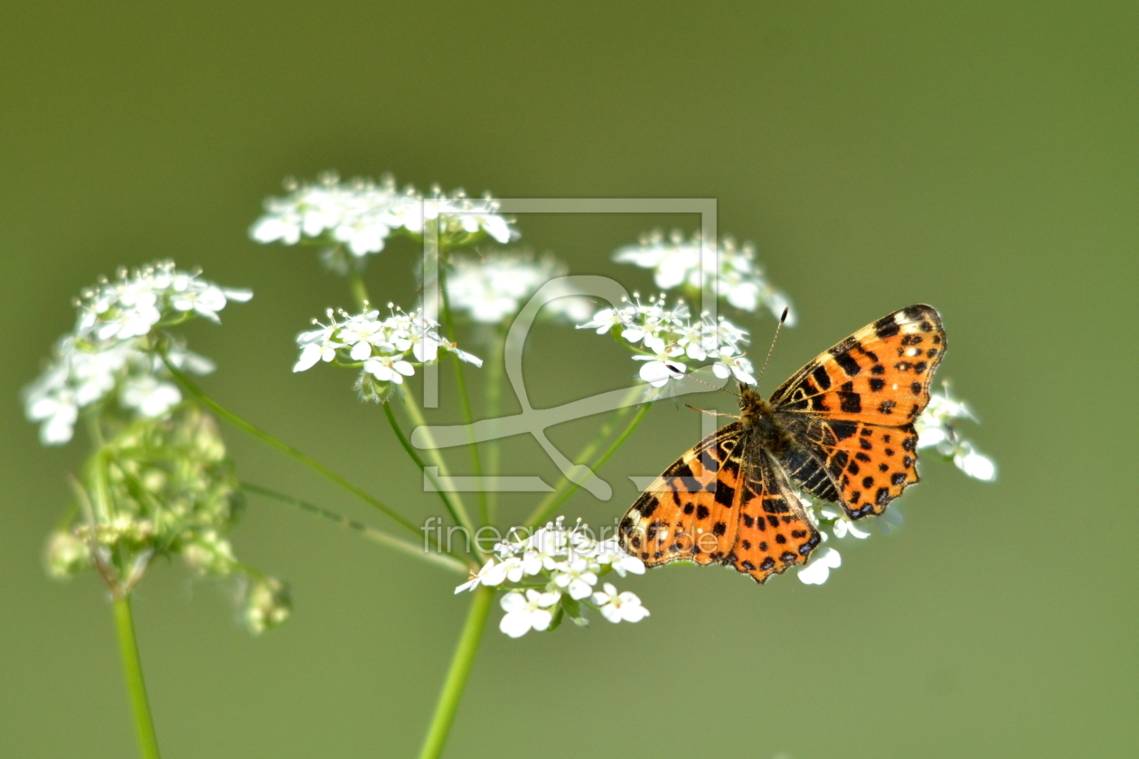 Bild-Nr.: 10531233 Schönheit der Natur.. erstellt von Ostfriese