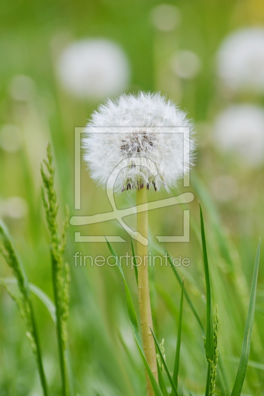 Bild-Nr.: 10531281 Pusteblume erstellt von Elvira Seiler