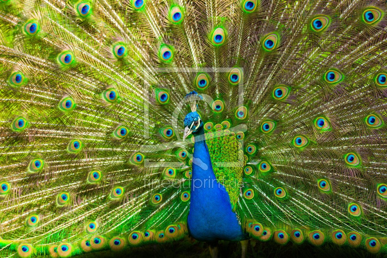 Bild-Nr.: 10531775 Blauer Pfau (Pavo cristatus)  erstellt von Thomas Splietker