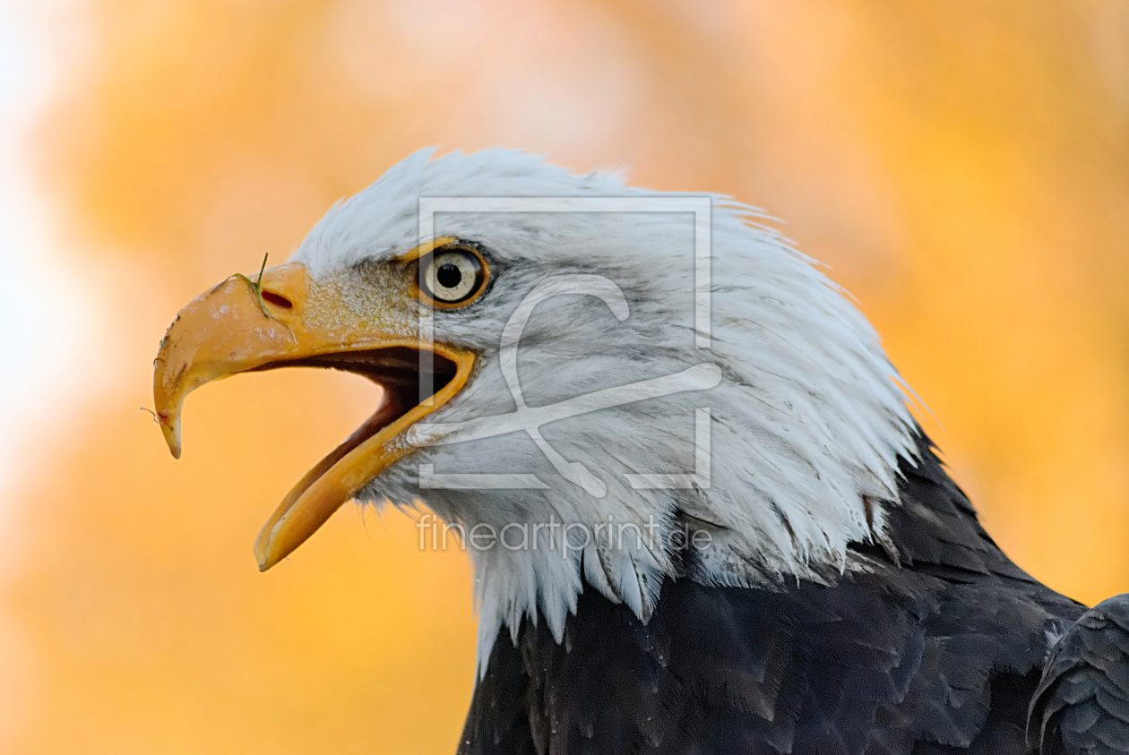 Bild-Nr.: 10533103 Weisskopfseeadler erstellt von Lucius30