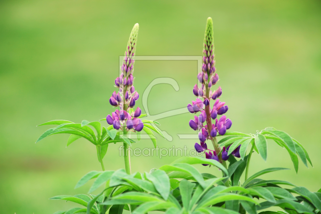 Bild-Nr.: 10533523 Lupine erstellt von FotoDeHRO