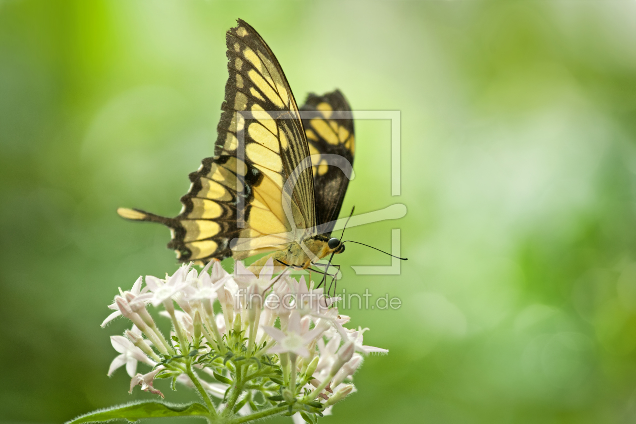 Bild-Nr.: 10534633 P A P I L L O N erstellt von 