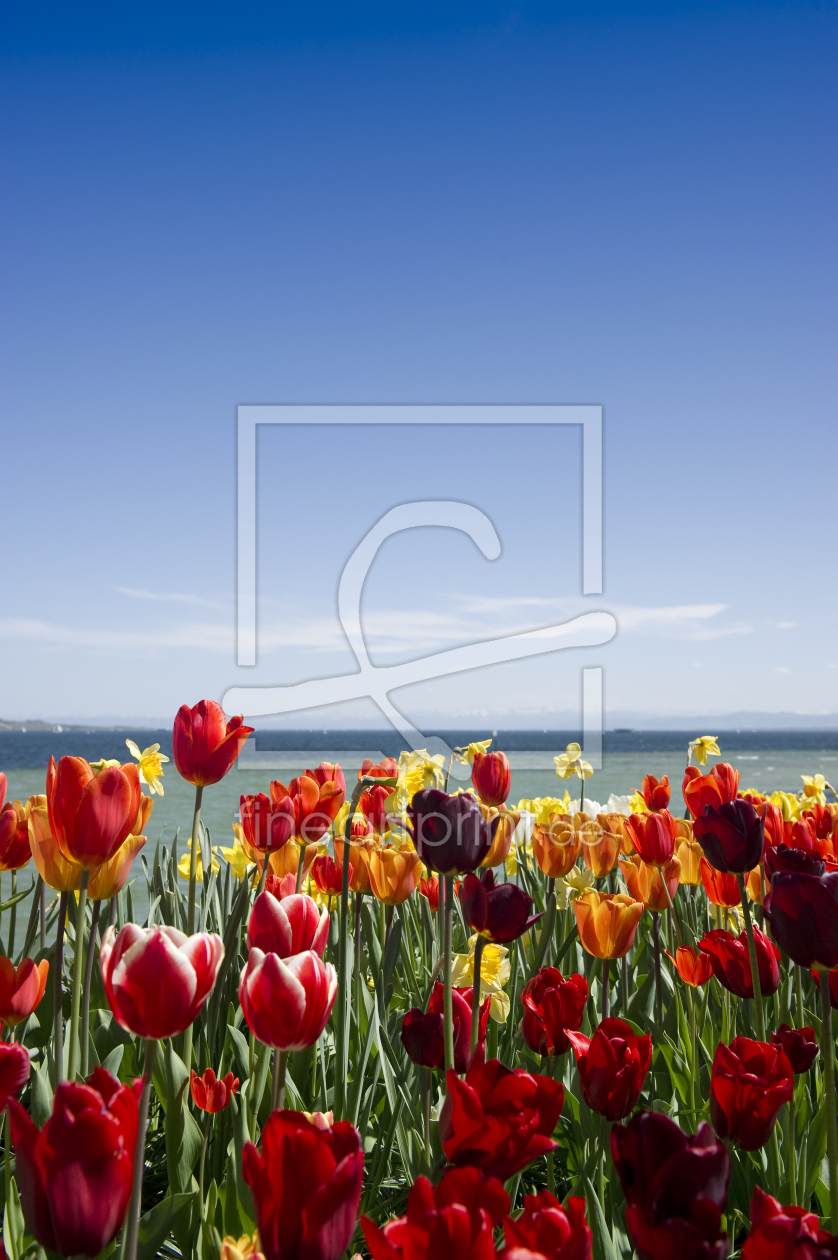 Bild-Nr.: 10535103 Bodensee und Tulpen erstellt von danielschoenen
