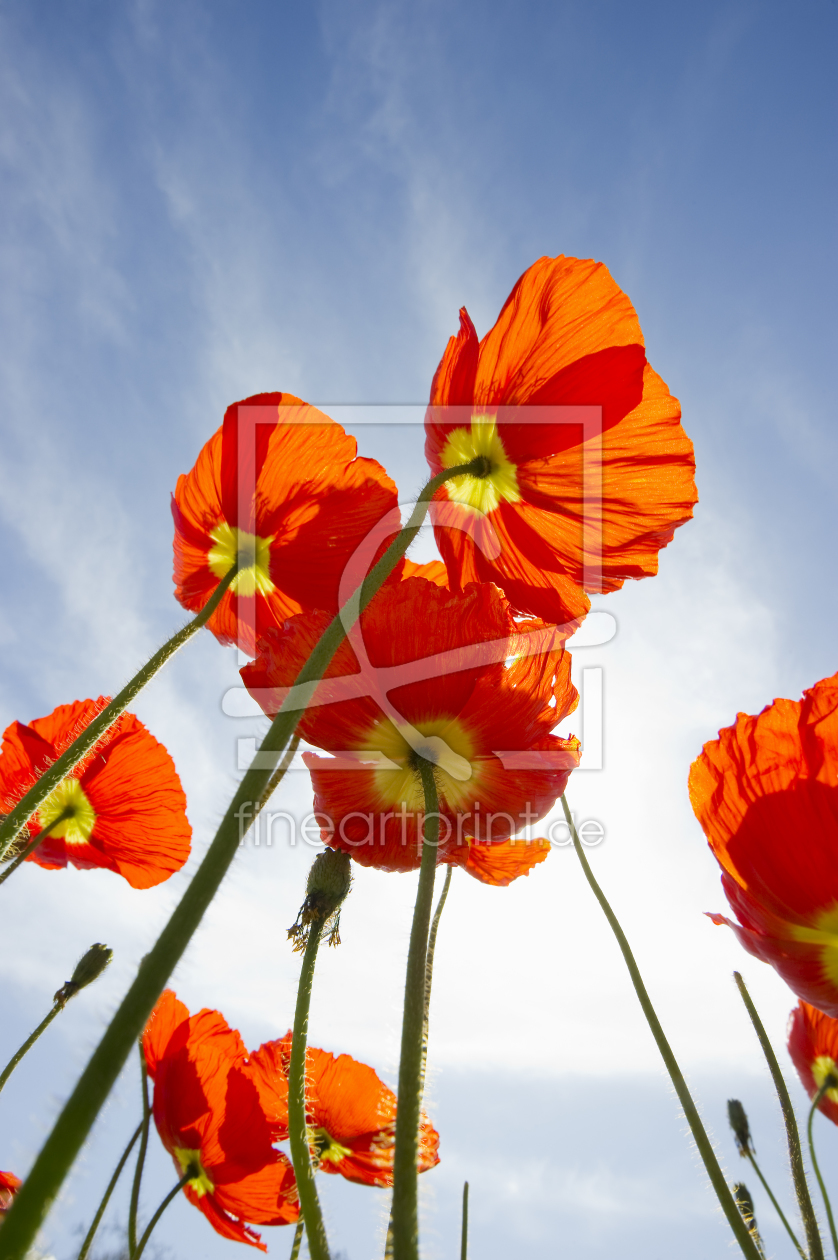 Bild-Nr.: 10535105 Islandmohn erstellt von danielschoenen