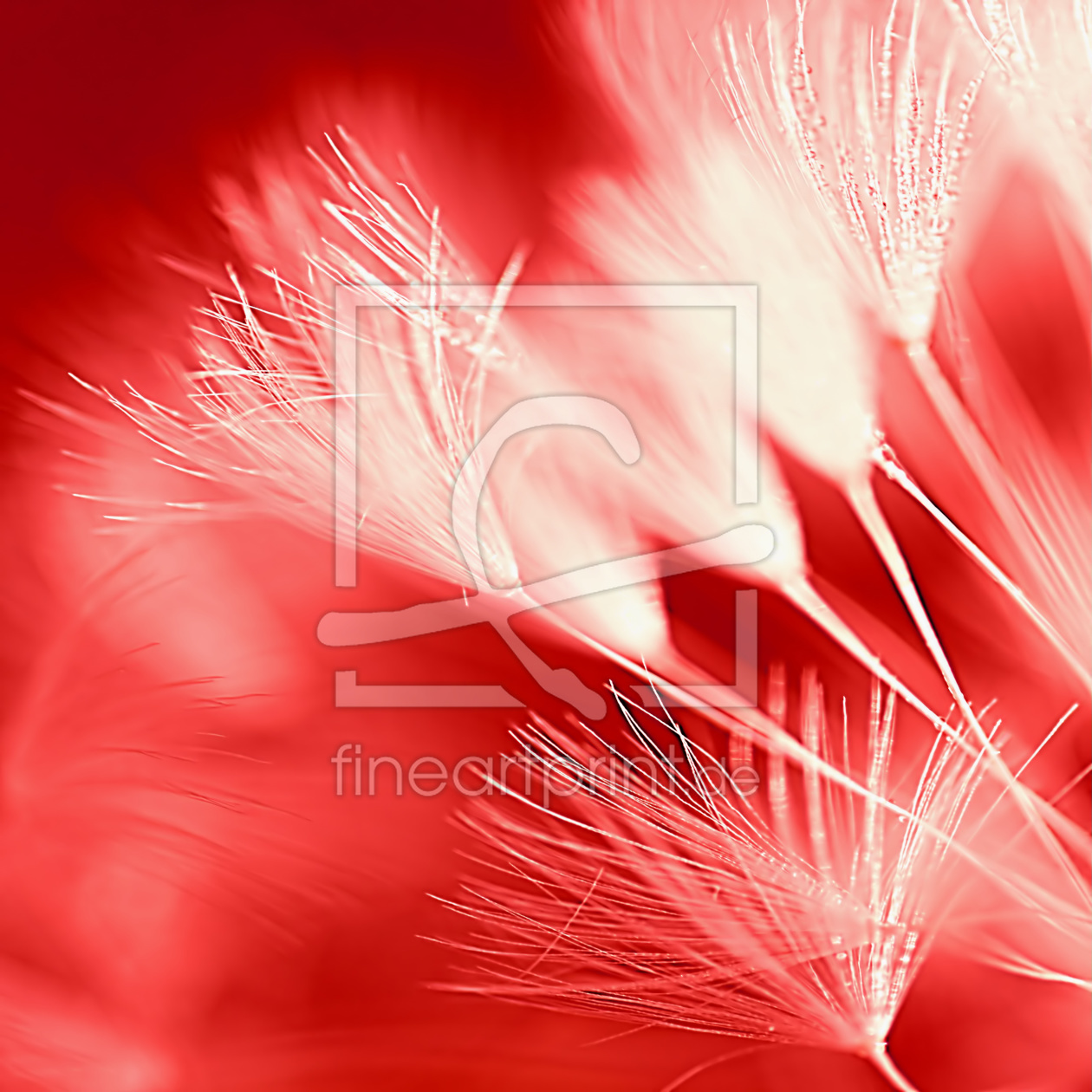 Bild-Nr.: 10535377 Red Lions erstellt von youhaveadream