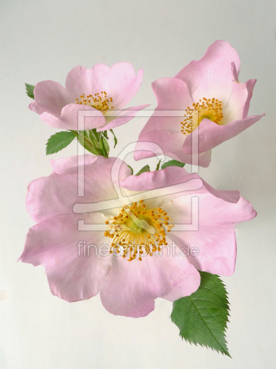 Bild-Nr.: 10535497 Wild Roses erstellt von Rolf Eschbach