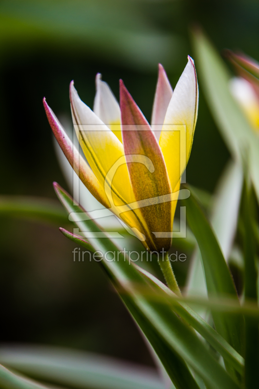 Bild-Nr.: 10536787 Wildtulpe erstellt von hobbylichtmaler