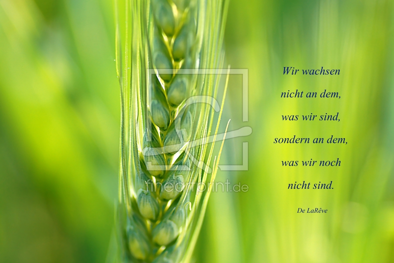 Bild-Nr.: 10537027 Growing erstellt von youhaveadream