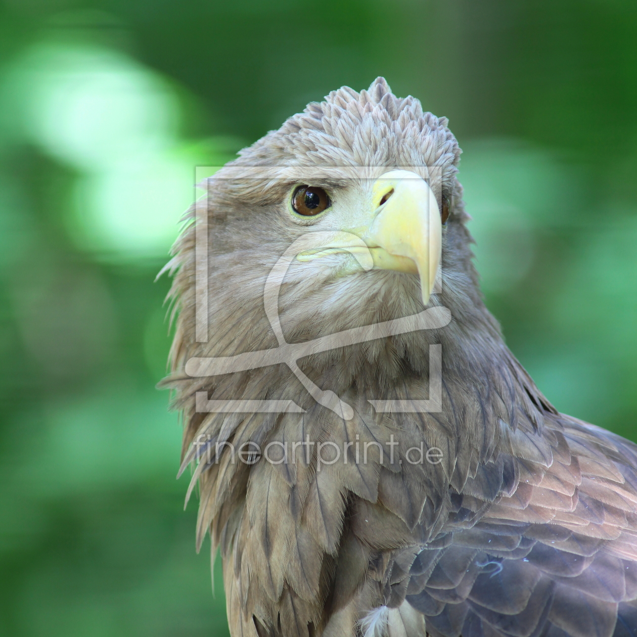 Bild-Nr.: 10537981 Seeadler erstellt von FotoDeHRO