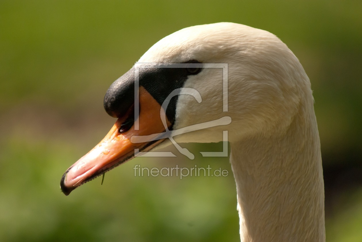 Bild-Nr.: 10539099 Portrait Schwan erstellt von NatalieJahnel