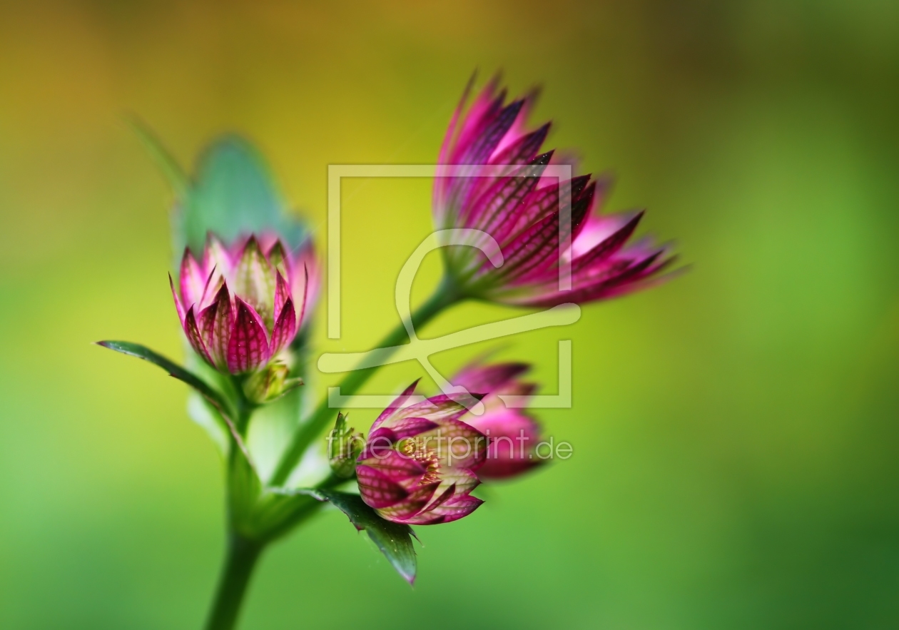 Bild-Nr.: 10539545 Astrantia erstellt von falconer59