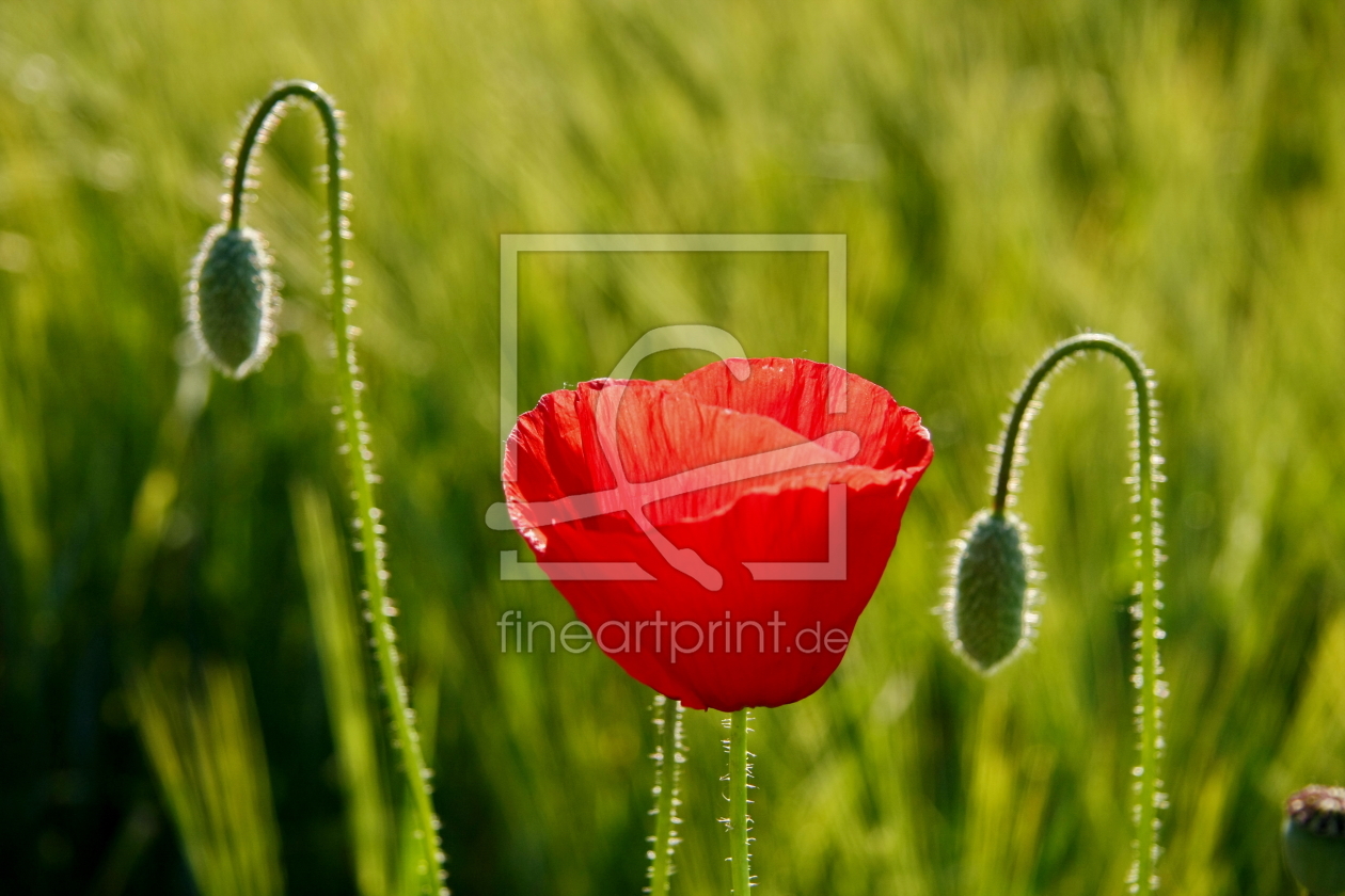 Bild-Nr.: 10540275 Mohnblume erstellt von fotoping