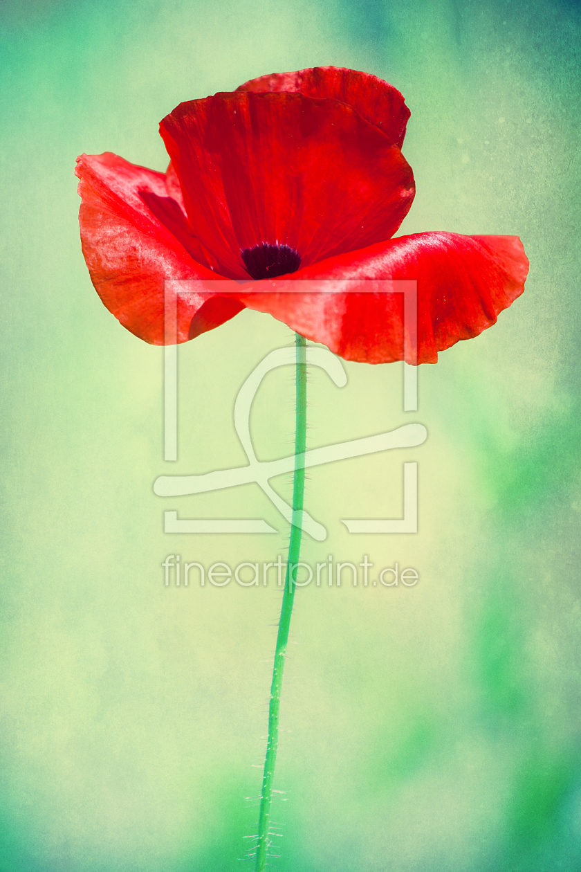 Bild-Nr.: 10540383 poppy : study III erstellt von Timo Geble