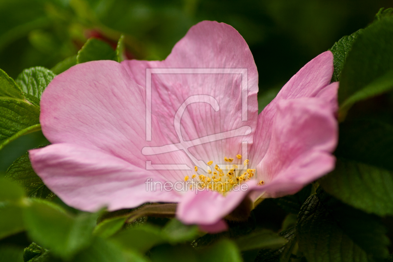 Bild-Nr.: 10540471 Heckenrose erstellt von Anja Schäfer