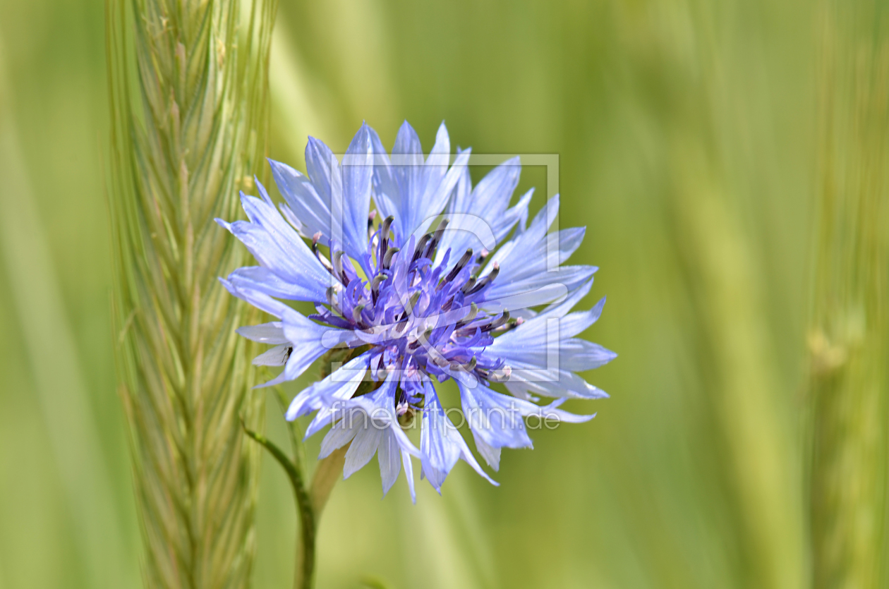 Bild-Nr.: 10540567 Kornblume erstellt von Atteloi