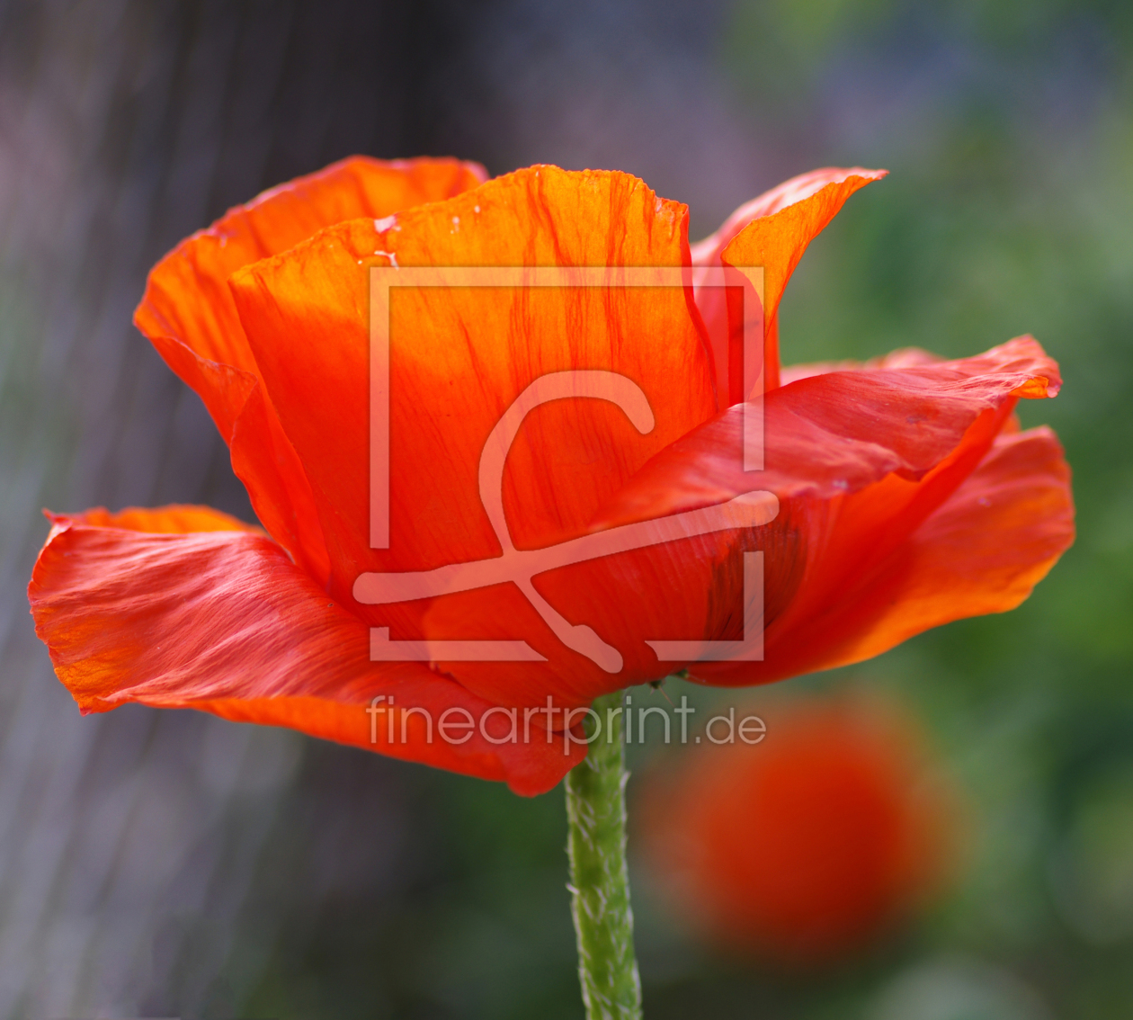 Bild-Nr.: 10541349 Mohn erstellt von Brigitte Meyer