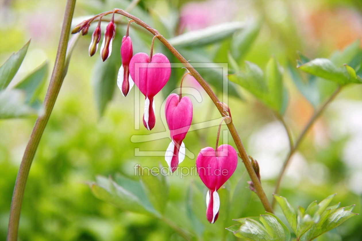 Bild-Nr.: 10542973 Herzblume erstellt von fotoping