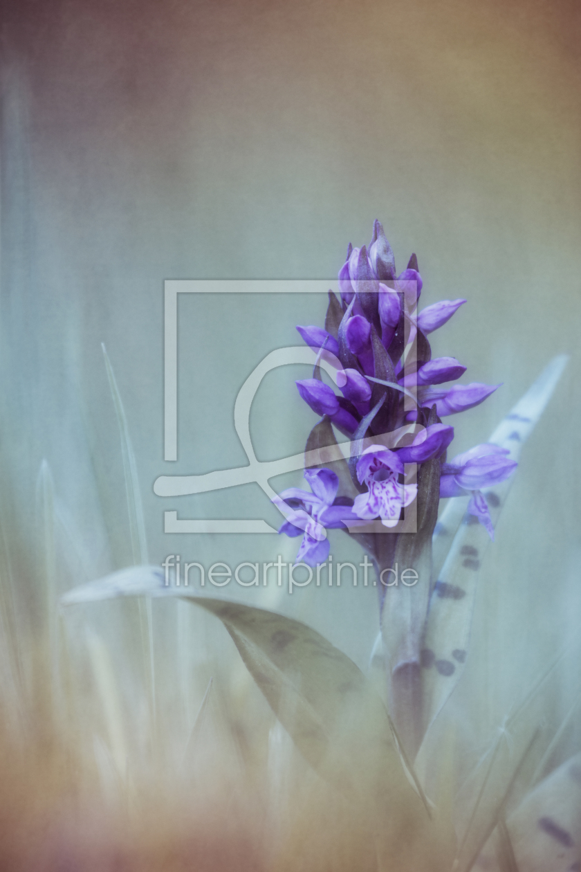 Bild-Nr.: 10543317 Dactylorhiza III erstellt von Daniela Beyer