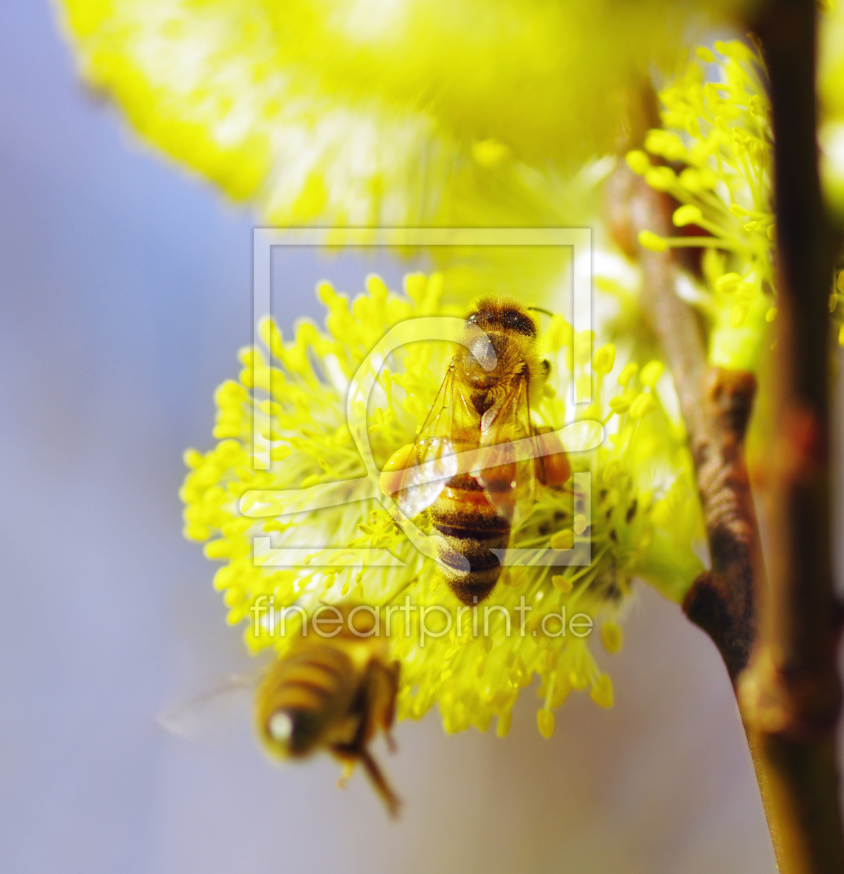 Bild-Nr.: 10545231 Bienen erstellt von Tanja Riedel