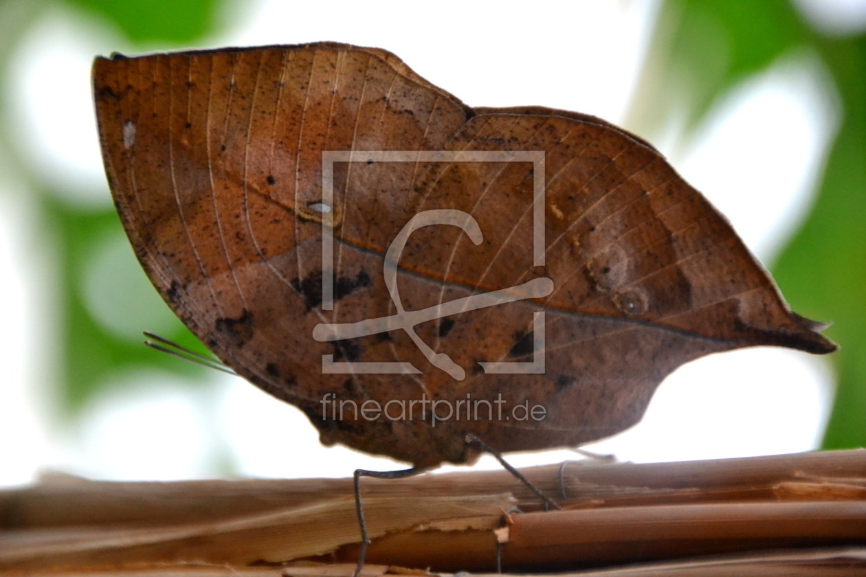 Bild-Nr.: 10545385 Blade ? erstellt von Thomas Phillipps