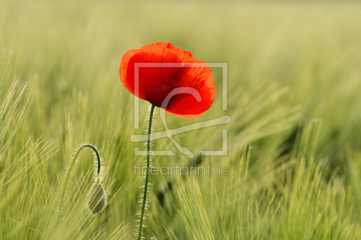 Bild-Nr.: 10545433 Mohn erstellt von Jana Behr