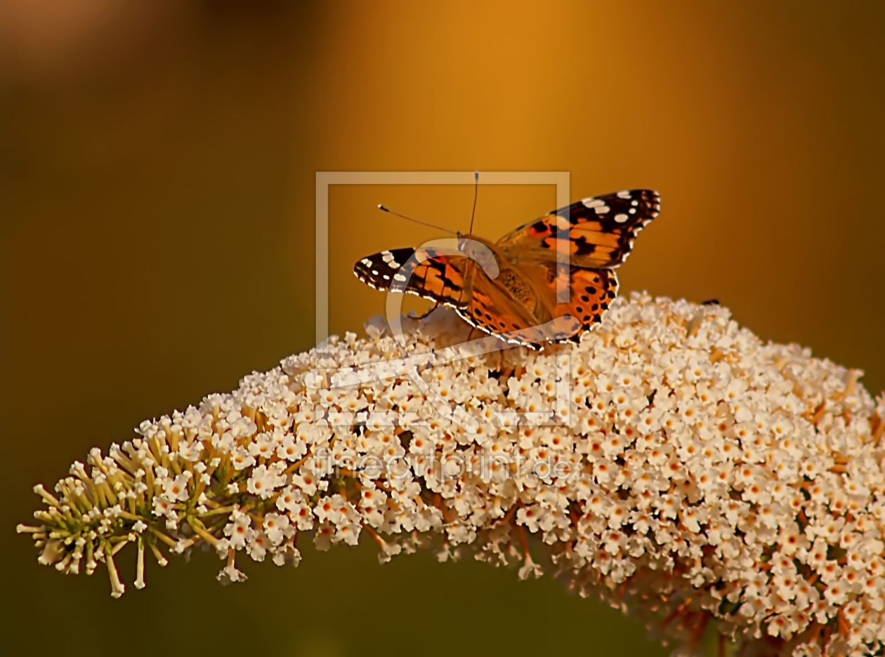 Bild-Nr.: 10545473 Abendstille erstellt von youhaveadream