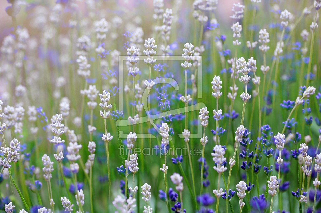Bild-Nr.: 10545979 Flower Blues erstellt von Renate Knapp