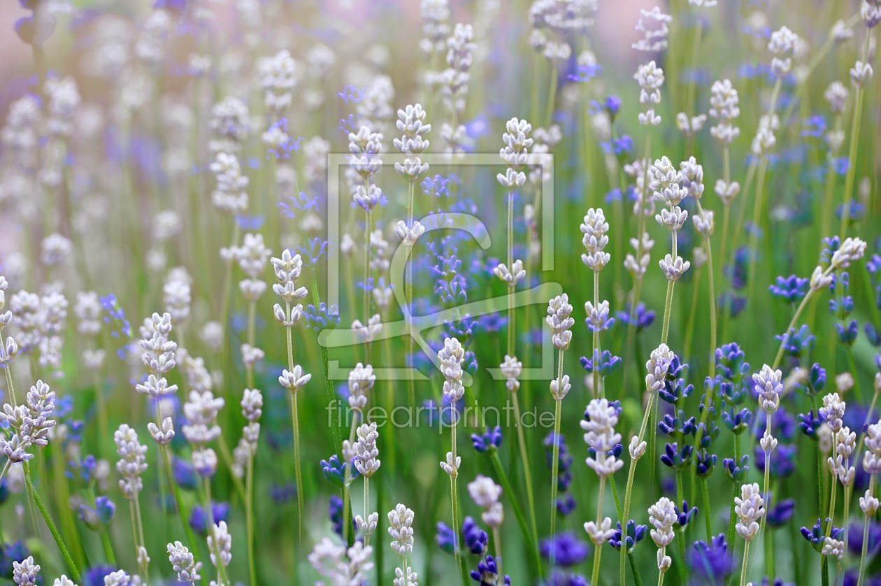 Bild-Nr.: 10545979 Flower Blues erstellt von Renate Knapp