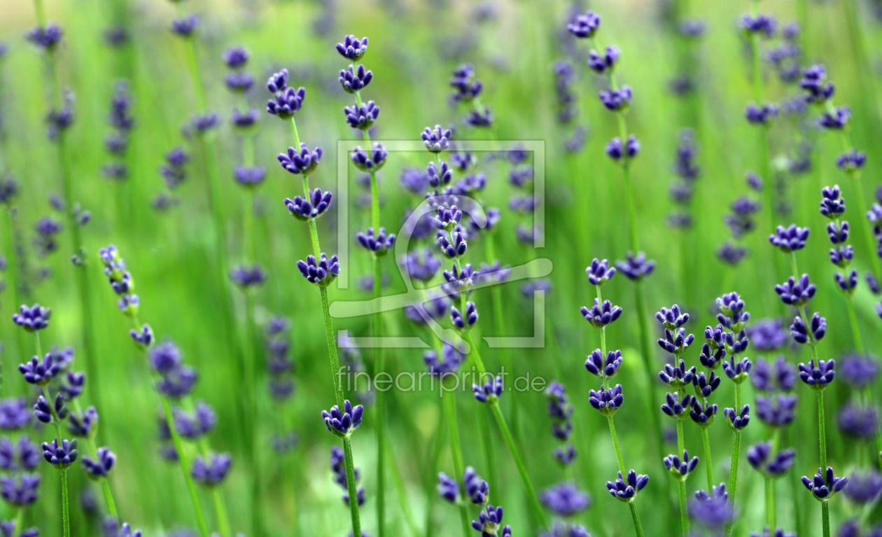 Bild-Nr.: 10546061 Blauer Lavendel  erstellt von Renate Knapp