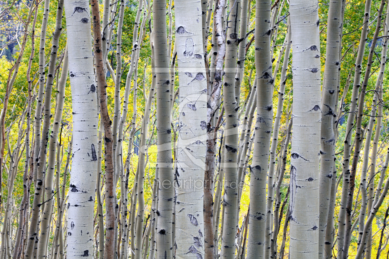 Bild-Nr.: 10546401 Yellow Aspen erstellt von usafan