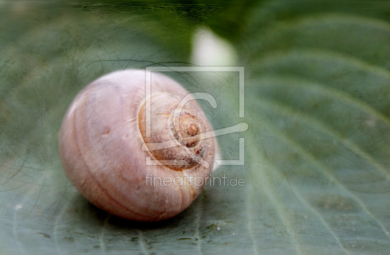 Bild-Nr.: 10547029 Schneckenstillleben erstellt von Heike  Hultsch