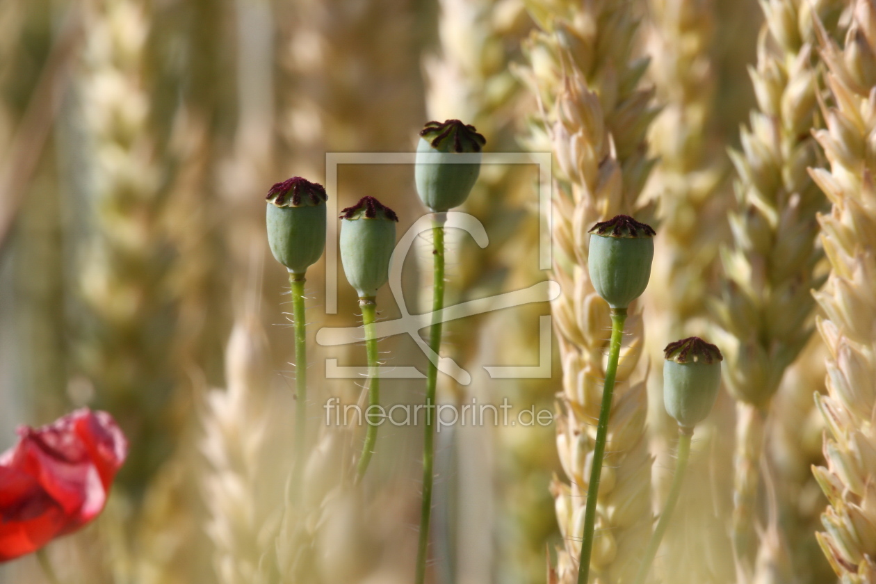 Bild-Nr.: 10547095 Poppy erstellt von fotoping