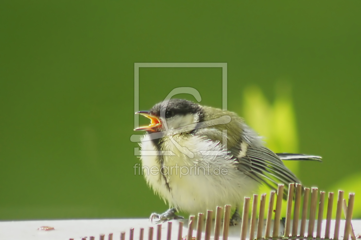 Bild-Nr.: 10547501 Hungry Eyes erstellt von youhaveadream