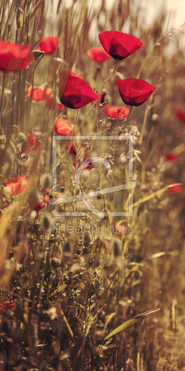 Bild-Nr.: 10548791 Mohn erstellt von mexi-photos