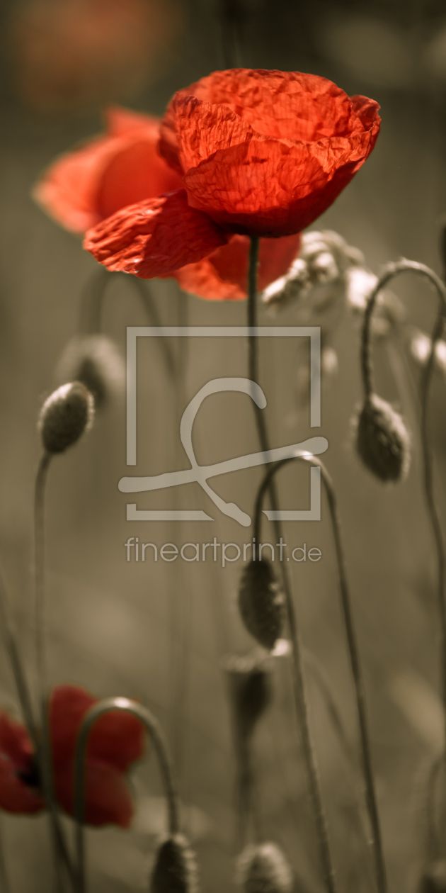 Bild-Nr.: 10549715 roter Mohn erstellt von mexi-photos