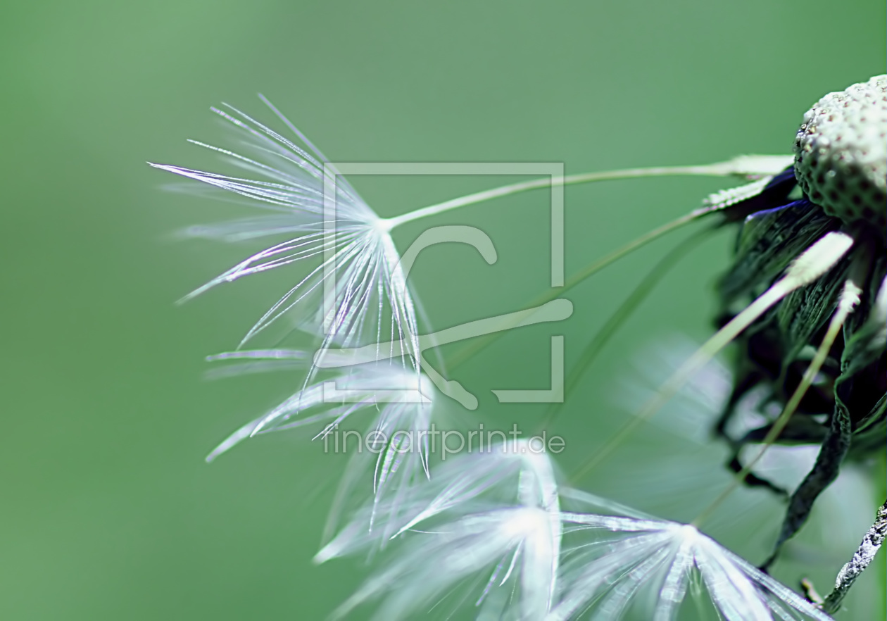 Bild-Nr.: 10549865 Dandelion erstellt von youhaveadream