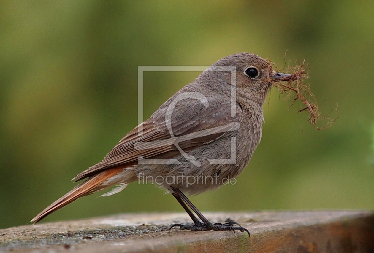 Bild-Nr.: 10550419 Nestbau erstellt von Latniam