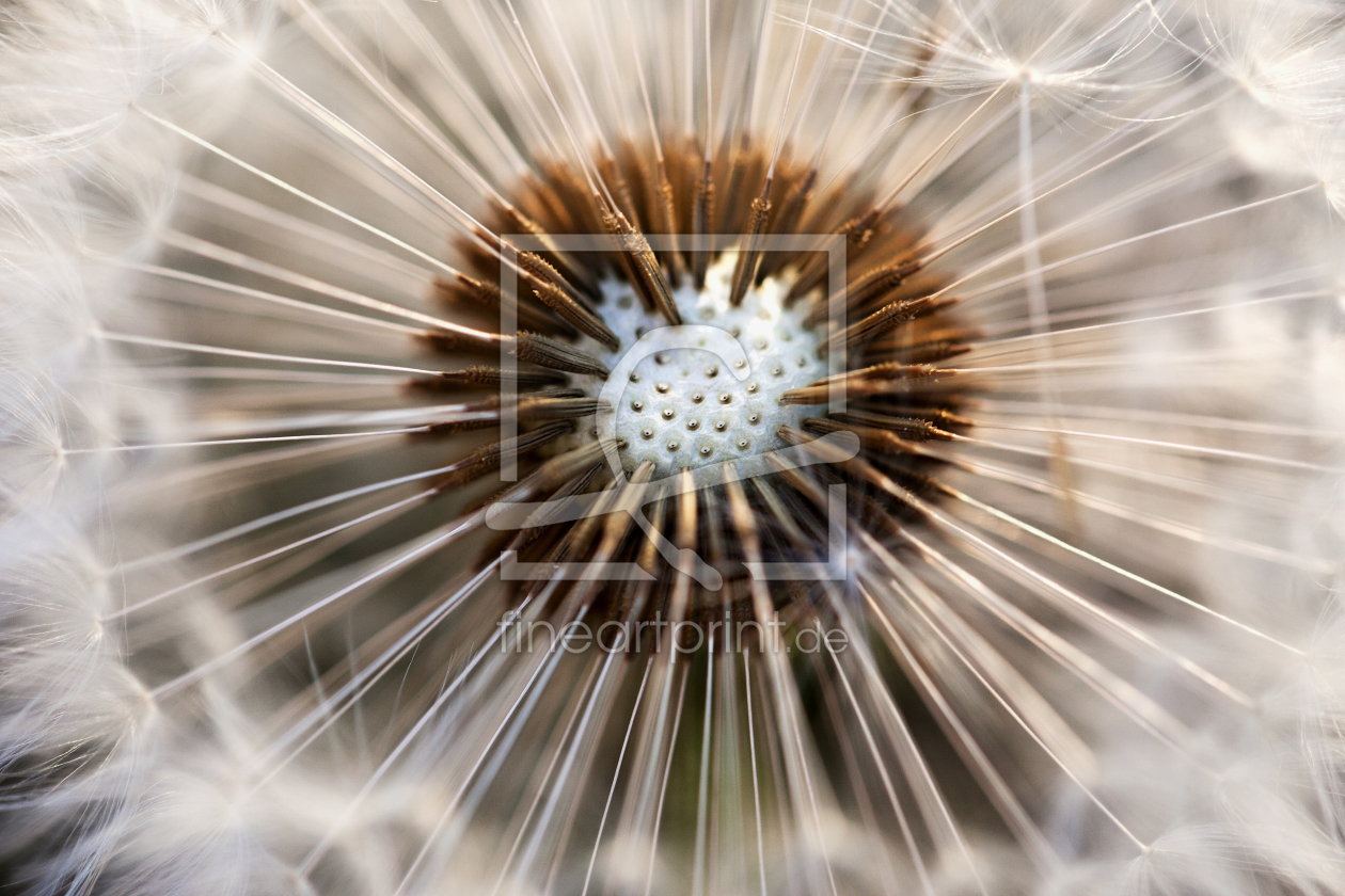 Bild-Nr.: 10550585 Pusteblume erstellt von SABI-foto