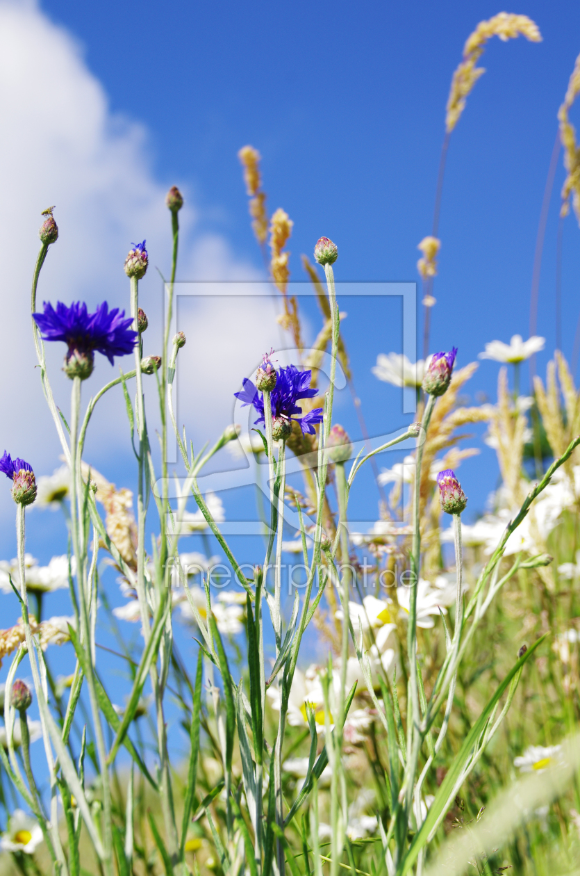 Bild-Nr.: 10551231 Blumenwiese erstellt von Tanja Riedel