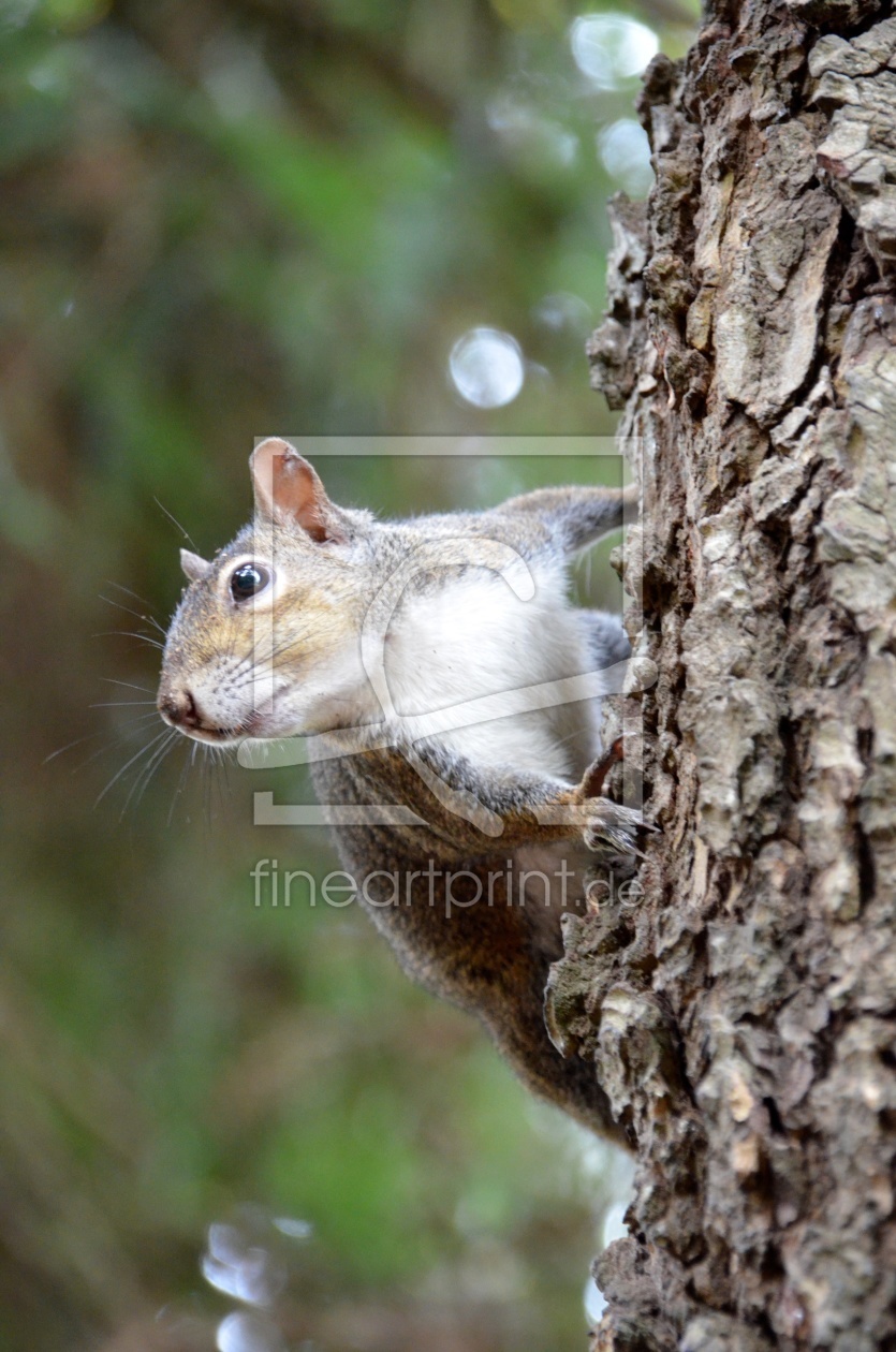 Bild-Nr.: 10551487 Squirrel erstellt von homergw