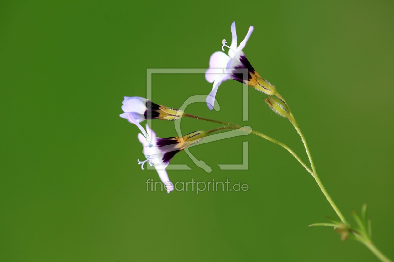 Bild-Nr.: 10551599 Wildflower erstellt von Renate Knapp