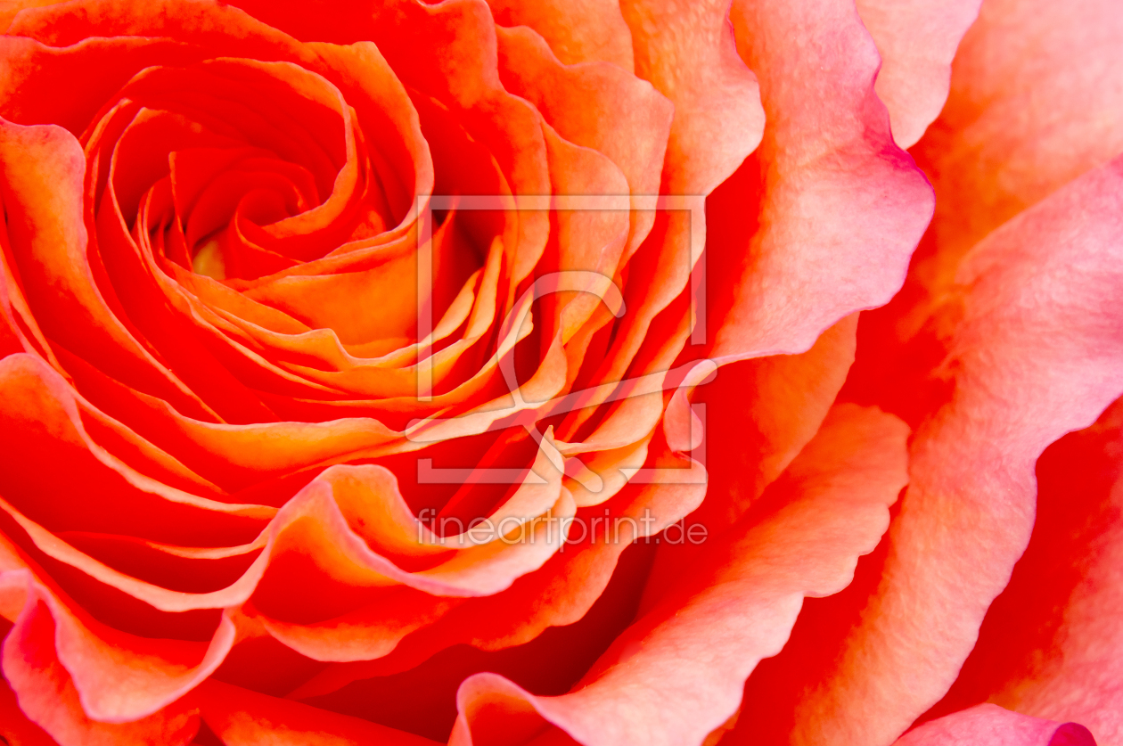 Bild-Nr.: 10551971 Rose erstellt von Angela  Dölling