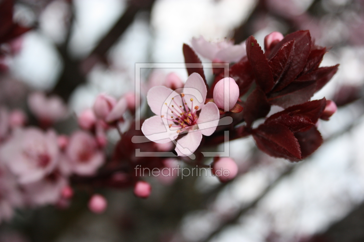 Bild-Nr.: 10552289 Kirschblüten erstellt von Flowerfairy