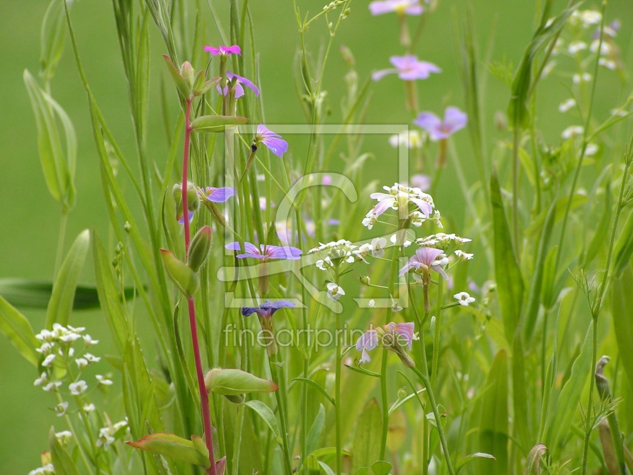 Bild-Nr.: 10553279 Wildblumen erstellt von Renate Knapp