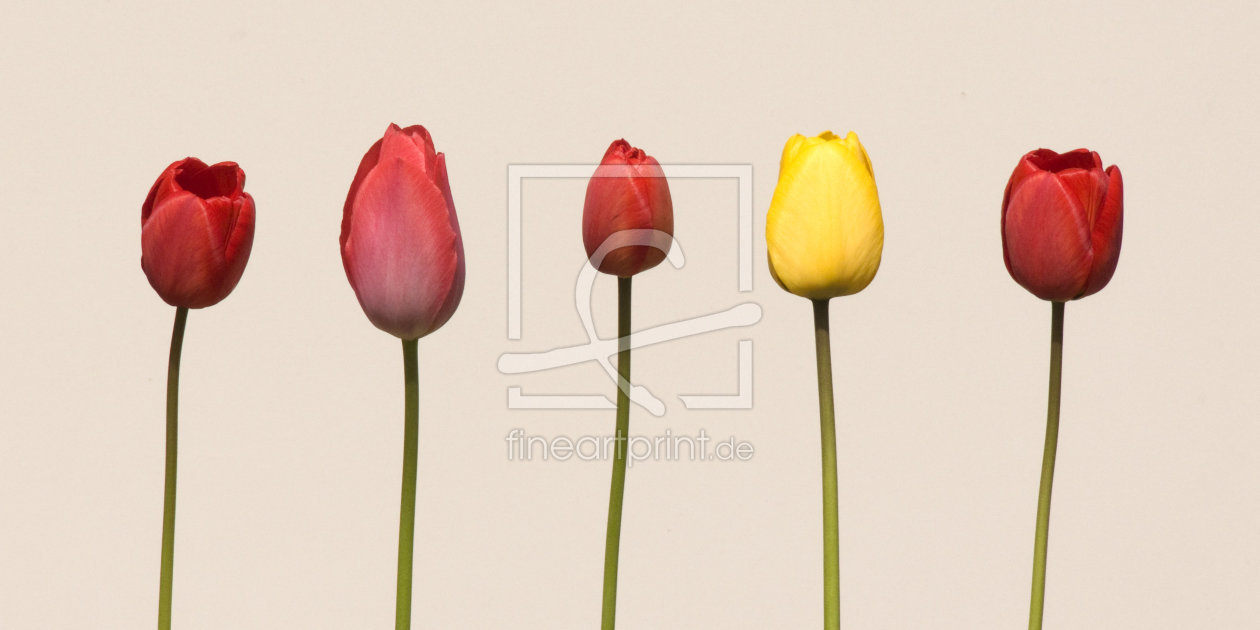 Bild-Nr.: 10553637 Tulpen erstellt von KonradDiebler